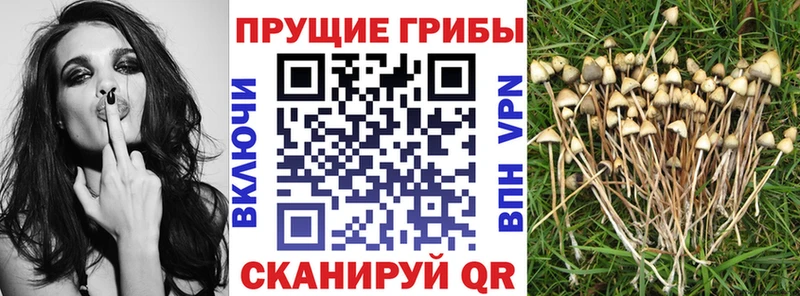 Псилоцибиновые грибы MAGIC MUSHROOMS  купить   Славгород 